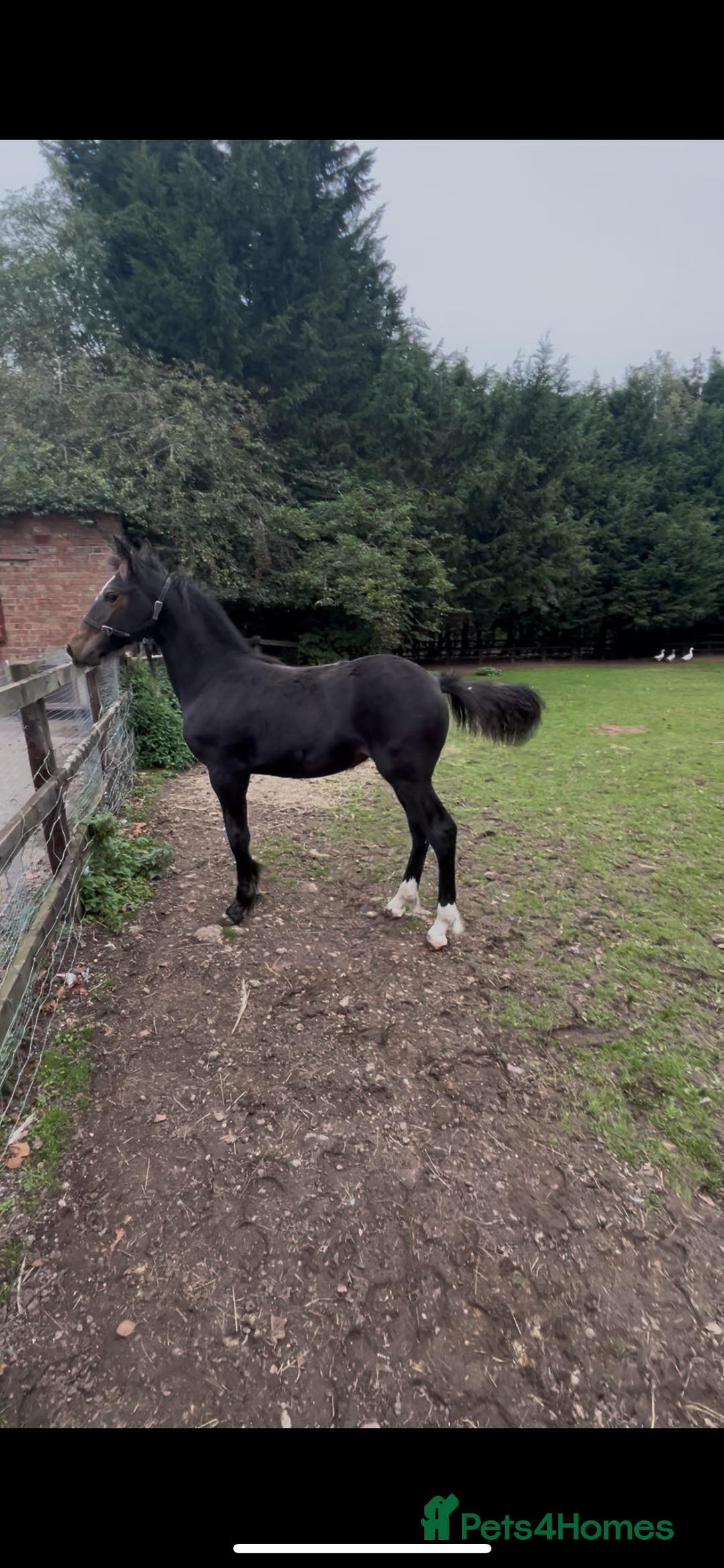 Friesian horses for sale: A Very Special Friesian x Irish Draught  - Image 3