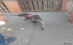 Staffordshire Bull Terrier dogs for sale: This is Dougie  - Image 4