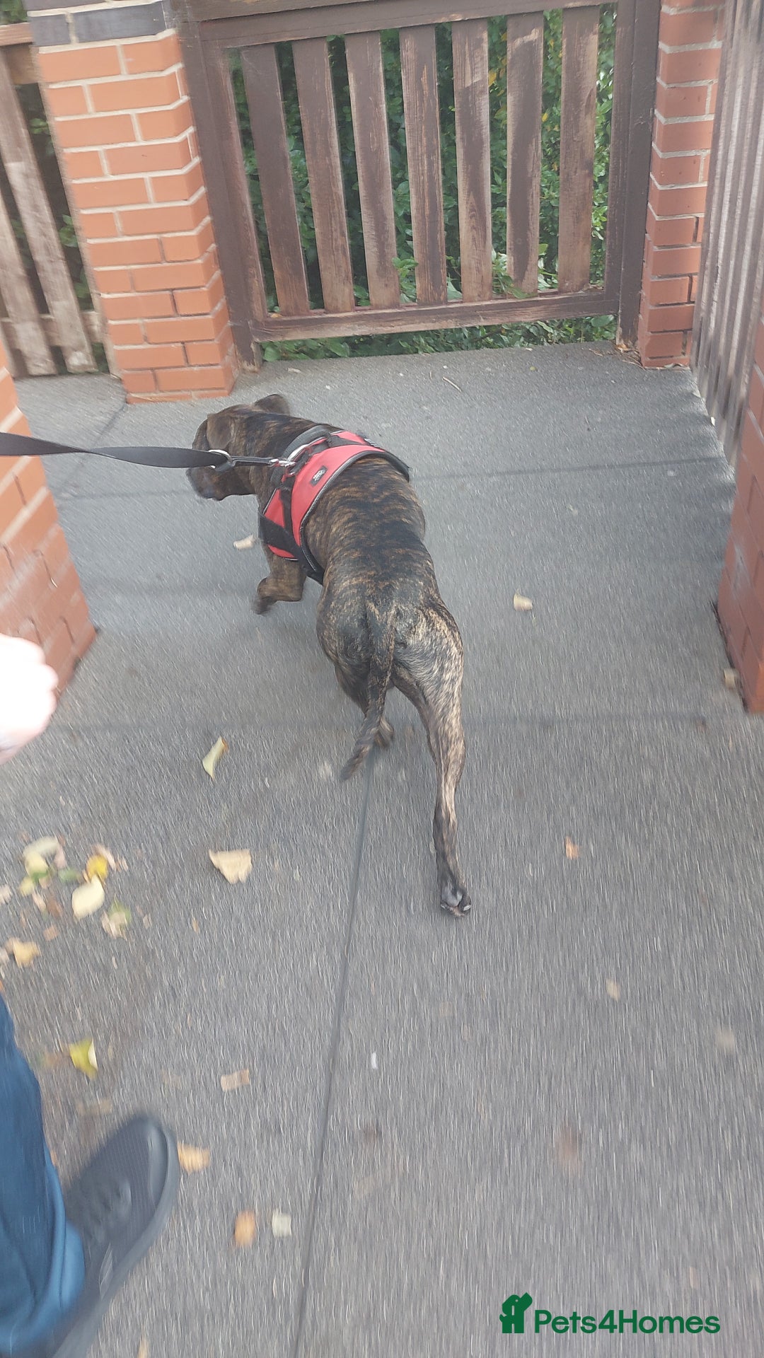 Staffordshire Bull Terrier dogs for sale: This is Dougie  - Image 4