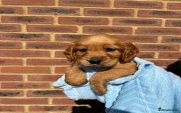 Cocker Spaniel dogs for sale: 🩷Rosie’s Stunning Puppies 🩷 - Image 4