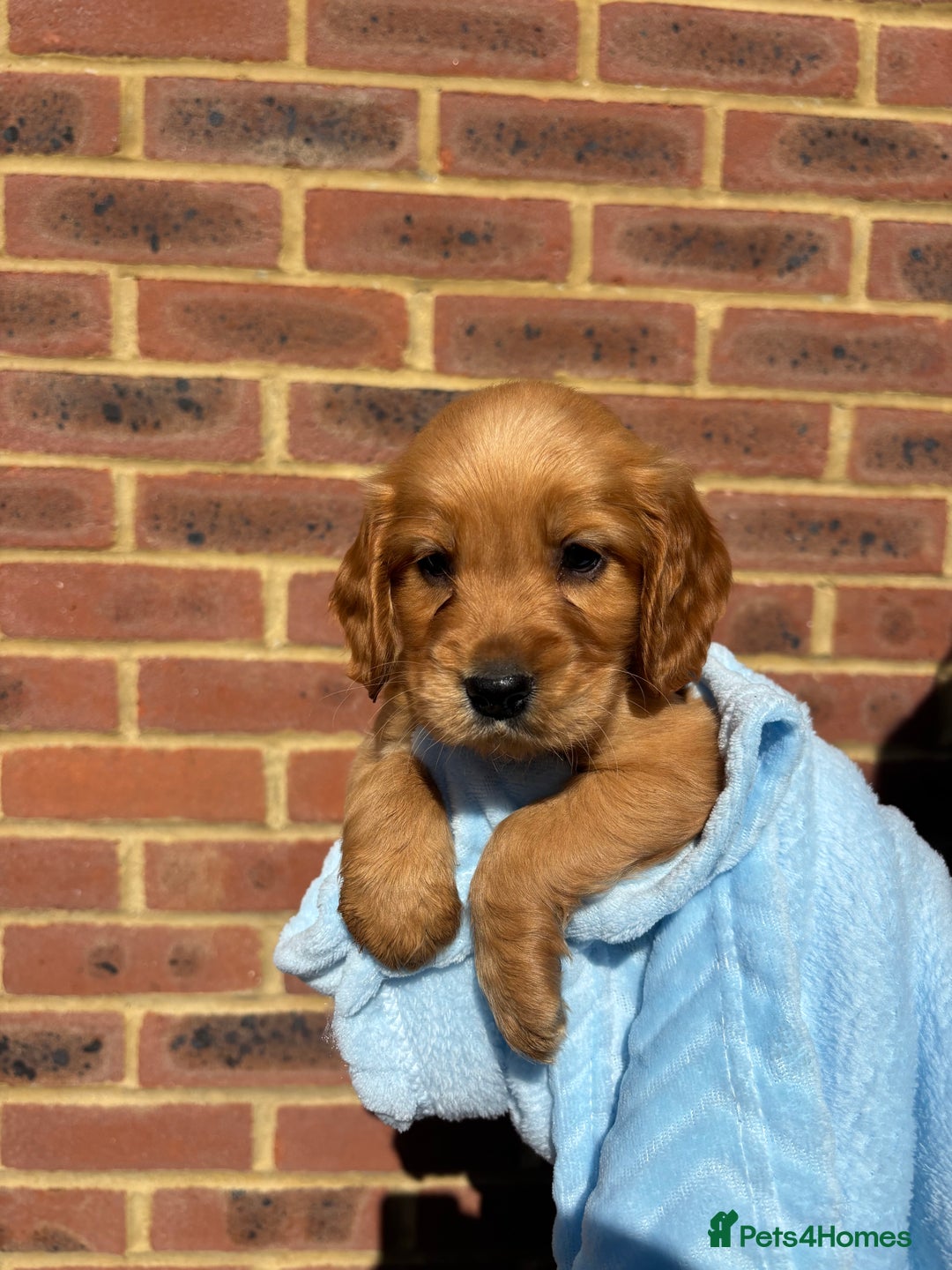 Cocker Spaniel dogs for sale: 🩷Rosie’s Stunning Puppies 🩷 - Image 4