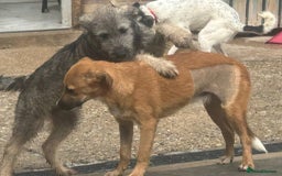 Mixed Breed dogs for adoption: Laska - Norwich Norfolk  - Image 17