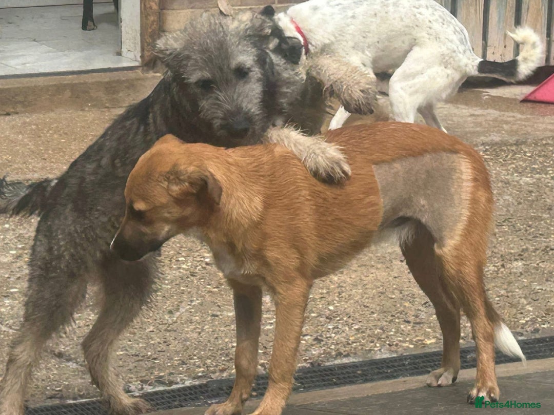 Mixed Breed dogs for adoption: Laska - Norwich Norfolk  - Image 17