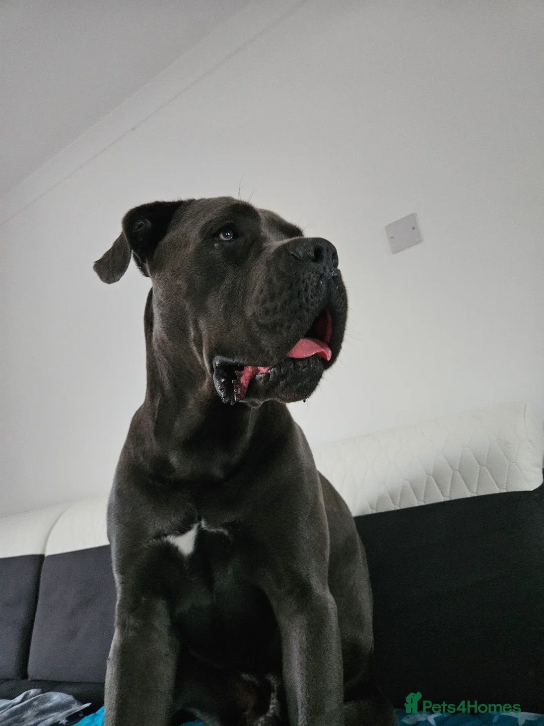Cane Corso dogs for stud: Male,  named kilo - Advert 1