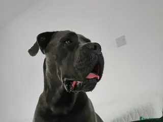 Cane Corso dogs Male, named kilo - Advert 1