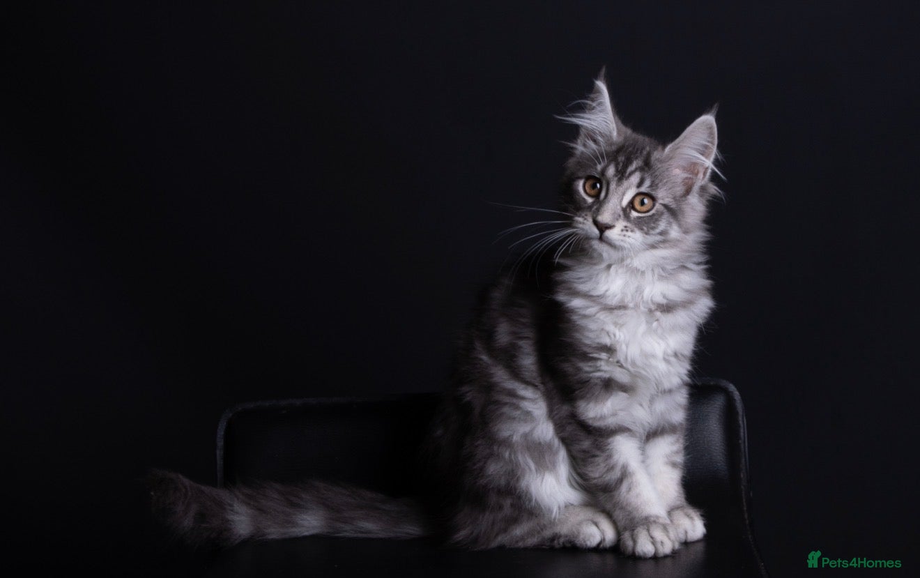 Maine Coon cats Angelica the silver smoke maine coon - Advert 11