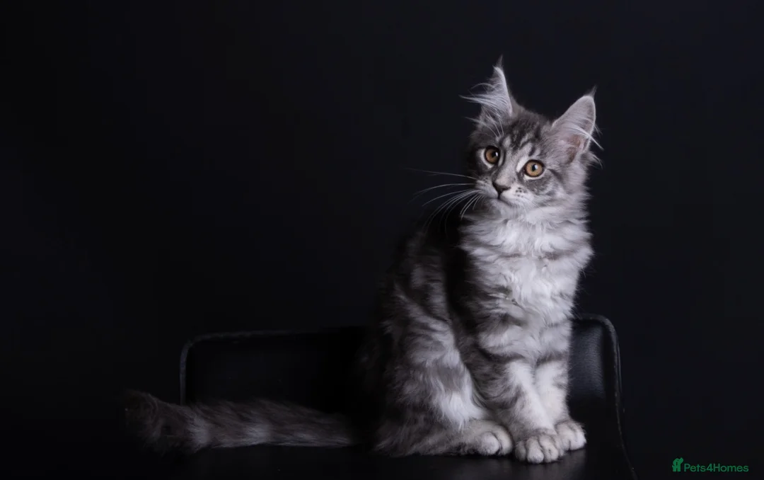 Maine Coon cats for sale: Angelica the silver smoke maine coon - Advert 1