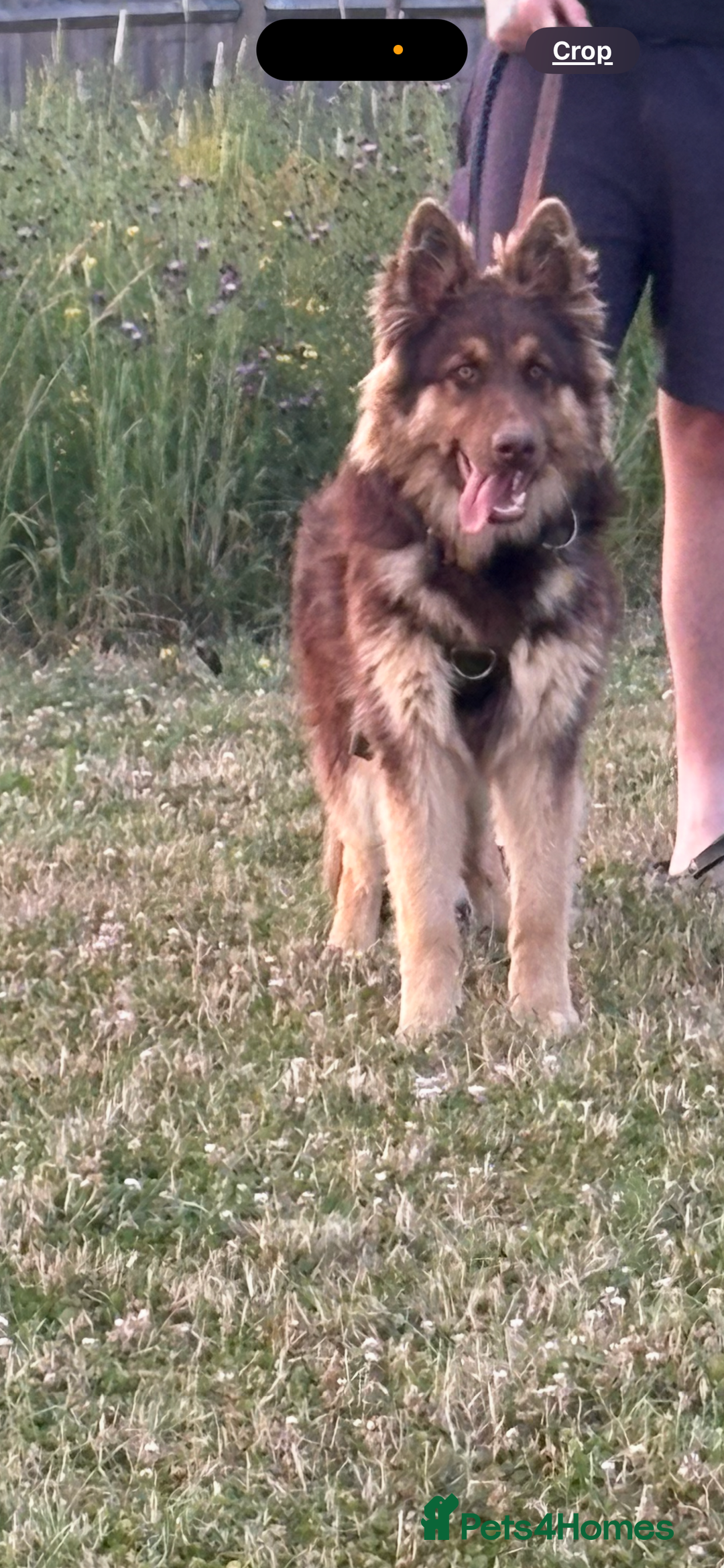 German Shepherd dogs for sale: 1 year old German shepherd needing home - Image 3