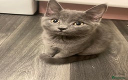 British Shorthair cats for sale: Female grey, British shorthair kitten - Advert 4