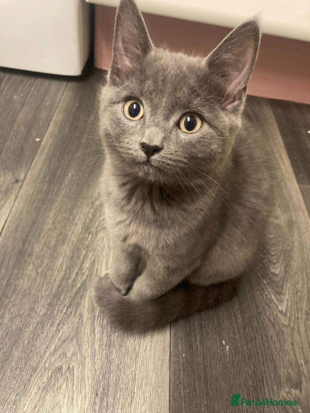 British Shorthair cats for sale: Female grey, British shorthair kitten - Advert 4