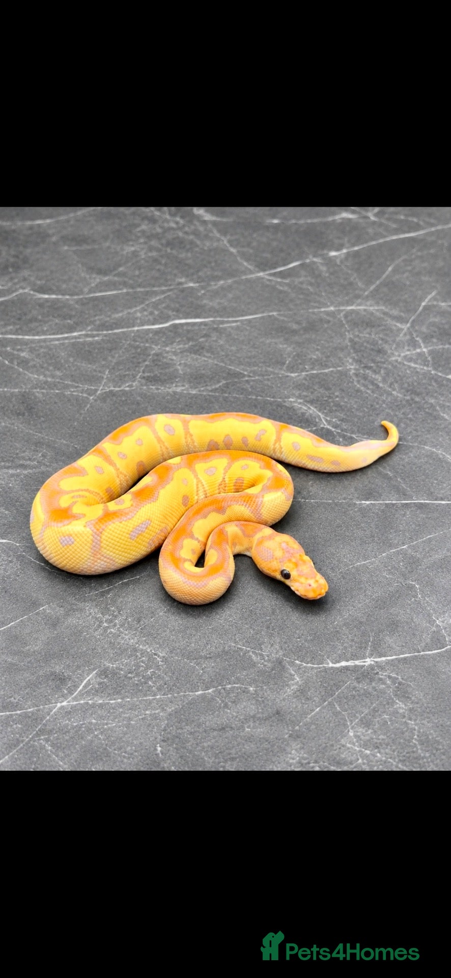 Python Snake reptiles for sale: Baby / Juvenile Ball Pythons  - Advert 1