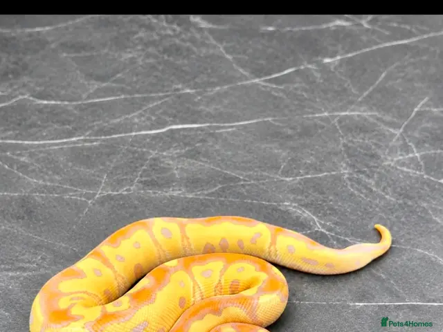Python Snake reptiles for sale: Baby / Juvenile Ball Pythons - Advert 1