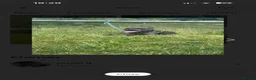 Staffordshire Bull Terrier dogs for stud: Blue Staff 2 year old male  - Advert 5