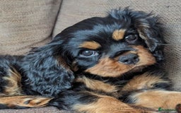 Cavalier King Charles Spaniel dogs for stud: Black and Ruby cavalier for stud  - Image 2