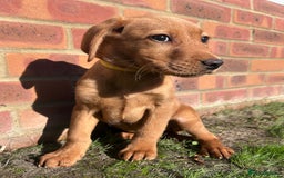 Labrador Retriever dogs for sale: Fox Red Labrador’s  - Image 5
