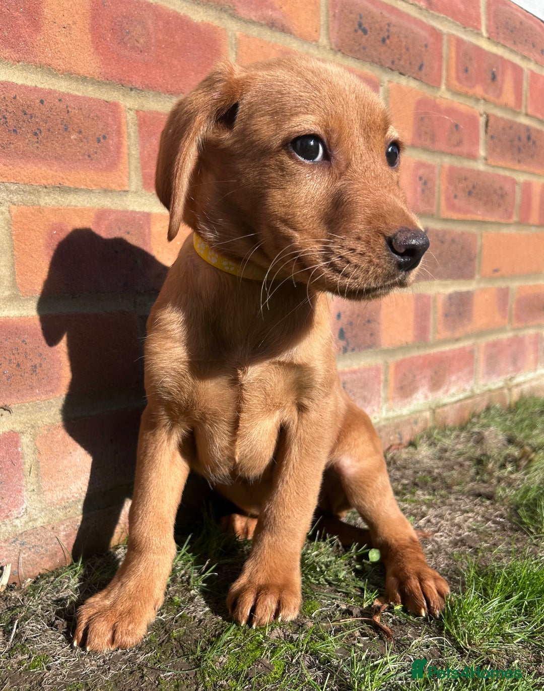 Labrador Retriever dogs for sale: Fox Red Labrador’s  - Image 5