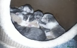 Ragcoon cats for sale: Stunning, and chunky ragcoons  - Image 27