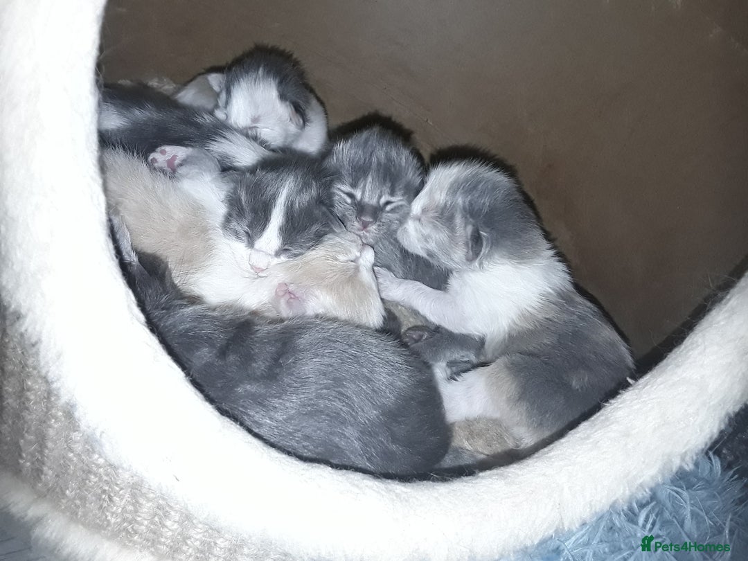 Ragcoon cats for sale: Stunning, and chunky ragcoons  - Image 27