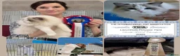 Ragdoll cats for sale: 💙🐈🏆✨️Exclusive Ragdoll kittens✨️Champions lines - Advert 11