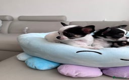 Chihuahua dogs for sale: Chihuahua  - Image 13