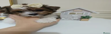 Girl White Ocean Pearl 