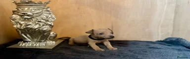 Jack Russell 5
