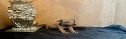 Jack Russell dogs for sale: Beautiful Jack Russell pups  - Advert 5