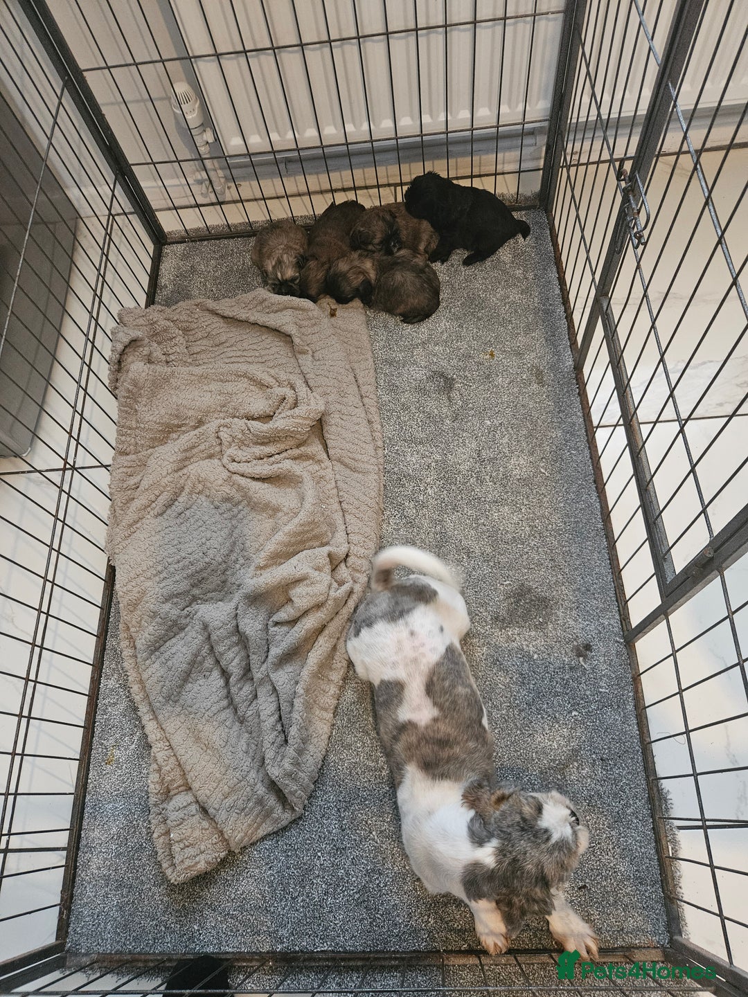 Shih Tzu dogs for sale: Shihtzu puppys  - Advert 1