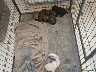 Shih Tzu dogs Shihtzu puppys - Advert 1