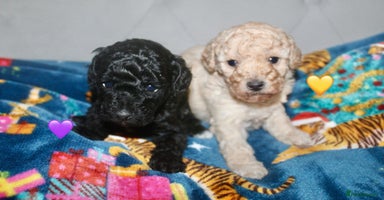 Cockapoo dogs Health tested Asian toy Cockapoo puppies  - Advert 6