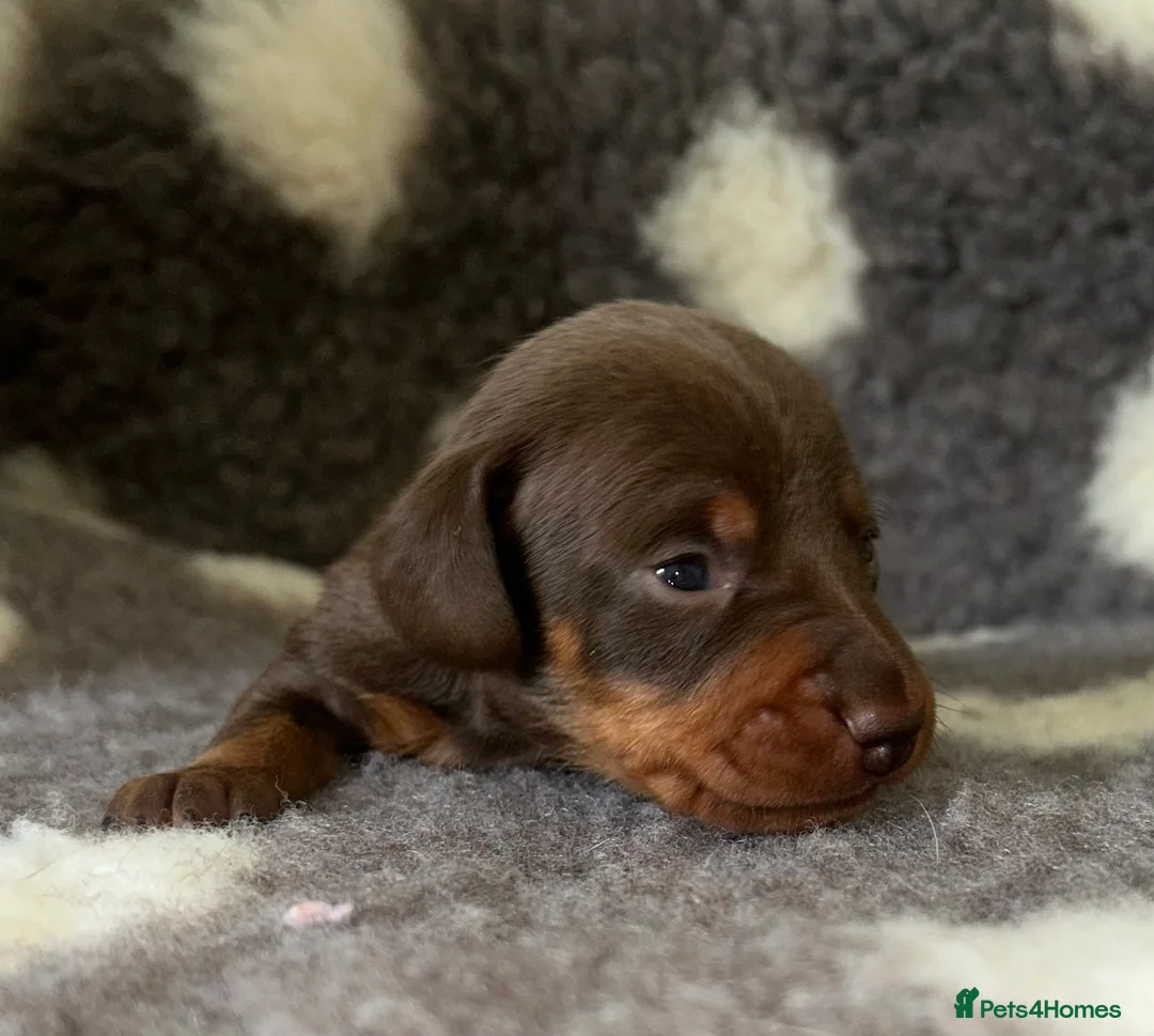 Miniature Dachshund dogs for sale: KC Registered Miniature Smooth Dachshund Puppies   - Advert 19