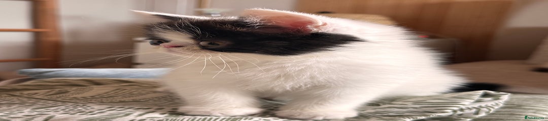 Persian Kitten 1