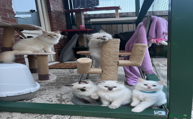 Ragdoll cats - Advert 12