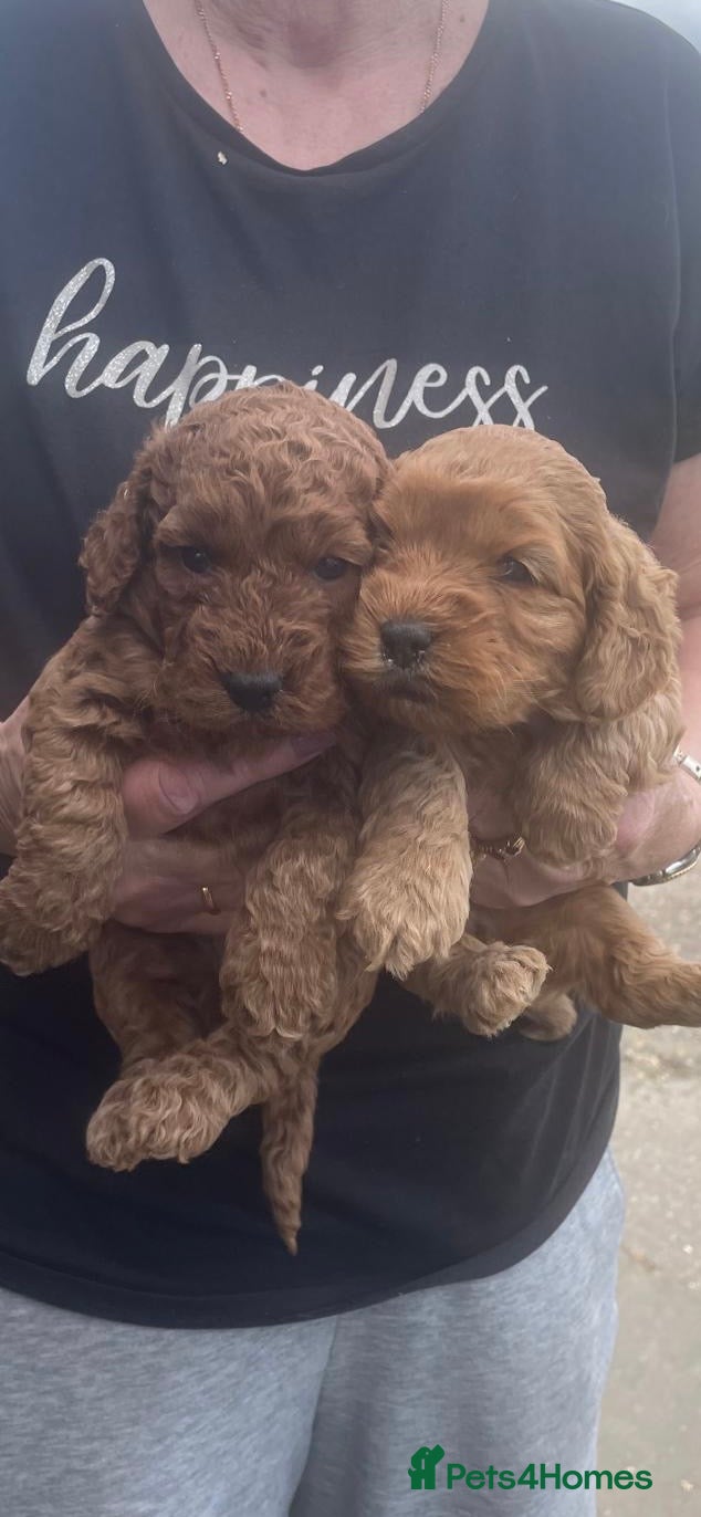 Cockapoo dogs COCKAPOO PUPS - Advert 1