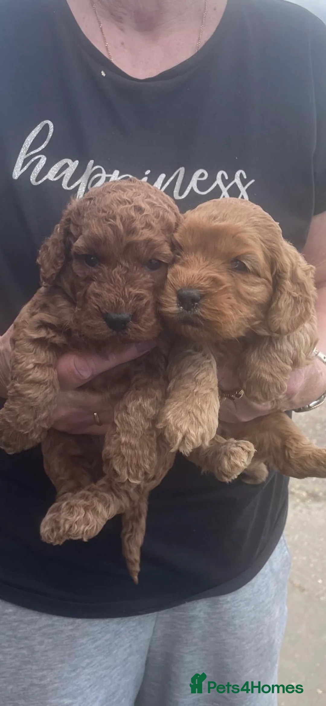 Cockapoo dogs for sale: COCKAPOO PUPS - Advert 1