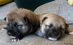 Japanese Shiba Inu dogs for sale: K.C reg Japanese Shiba Inu Puppies - Image 12