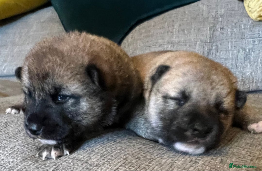 Japanese Shiba Inu dogs for sale: K.C reg Japanese Shiba Inu Puppies - Image 12