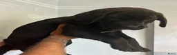 Mixed Breed dogs for sale: Cane Corso 75% x German Shepherd 25% in Bishop's Stortford - Advert 14