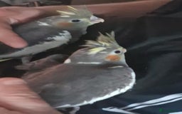 Cockatiels birds for sale: Baby cockatiels - Image 2