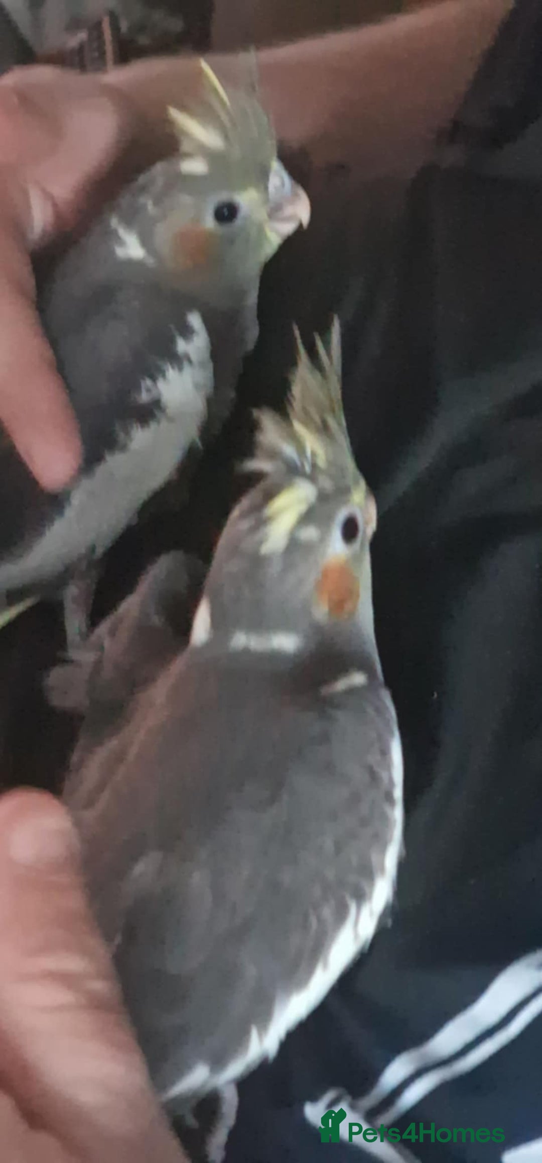 Cockatiels birds for sale: Baby cockatiels - Image 2