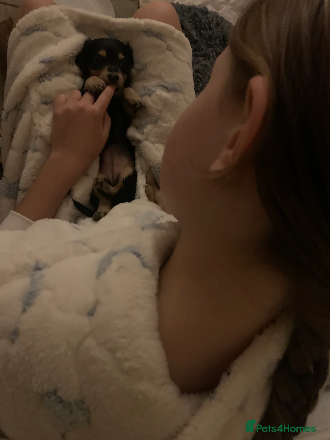 Miniature Dachshund dogs for sale: Little sausages with big characters  - Advert 13