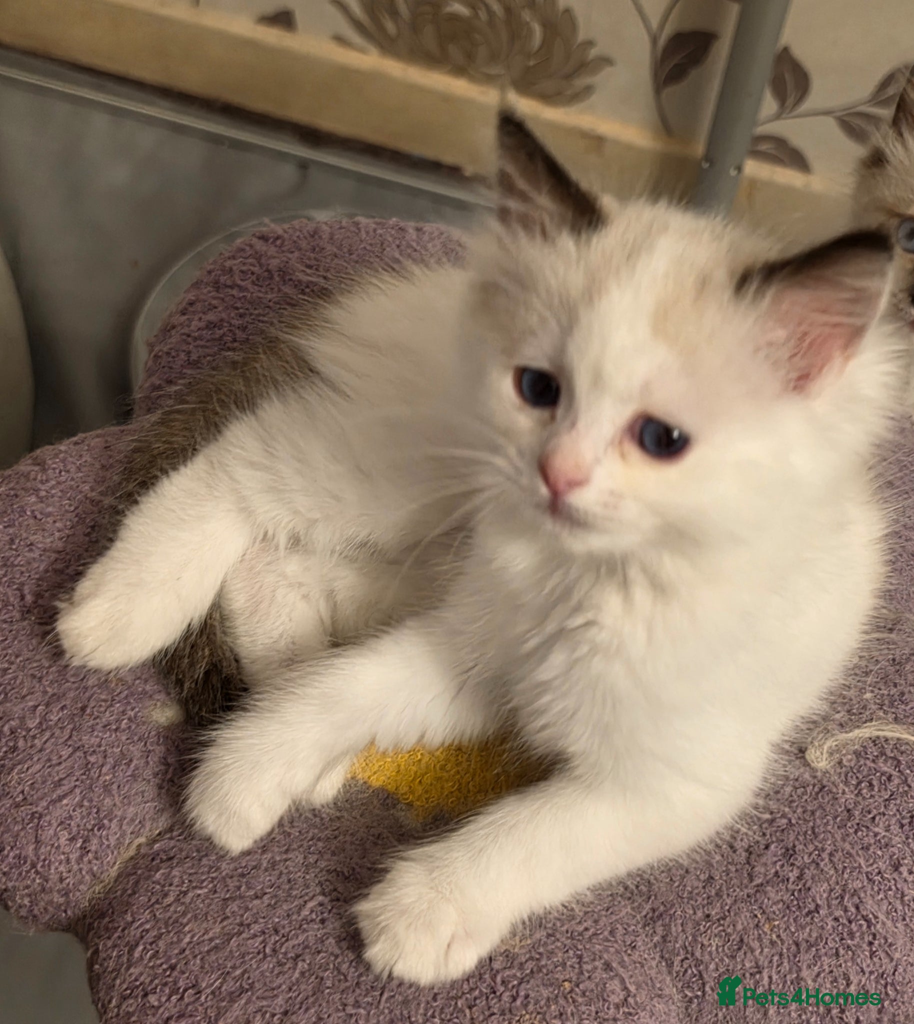 Ragdoll cats Full pedigree ragdoll  - Advert 18