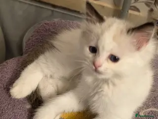 Ragdoll cats Full pedigree ragdoll - Advert 18