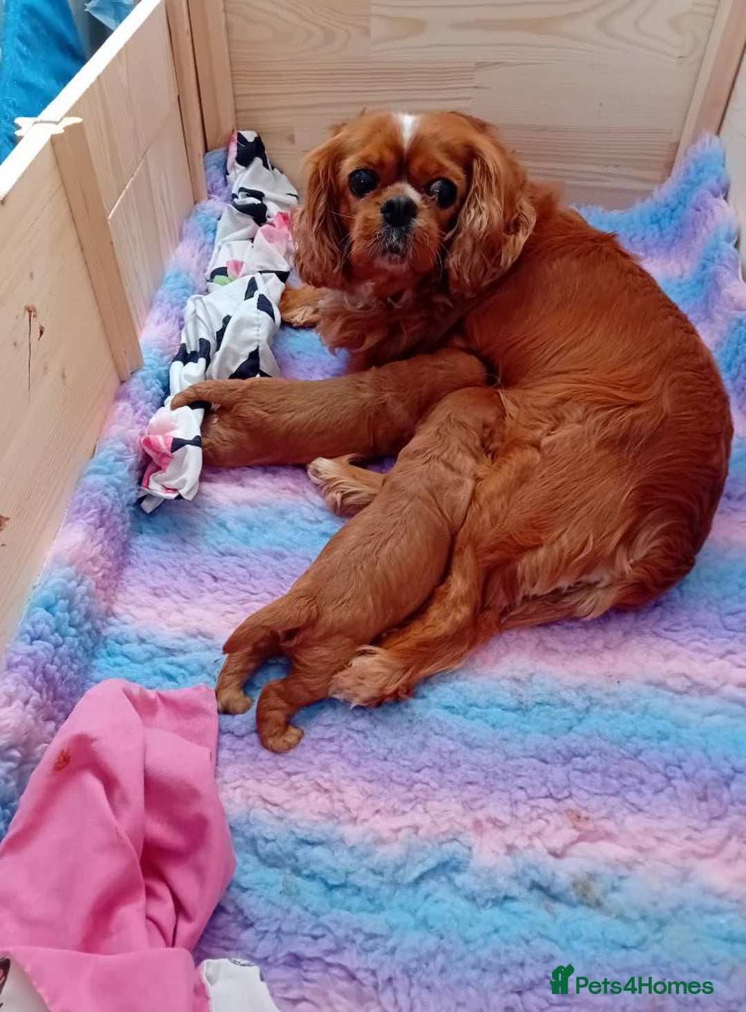 Cavapoo dogs for sale: toy f1 cavapoos for sale - Image 4
