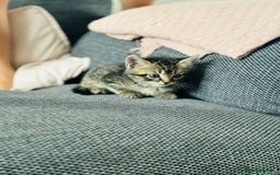 Mixed Breed cats for sale: Kittens for sale - Image 3