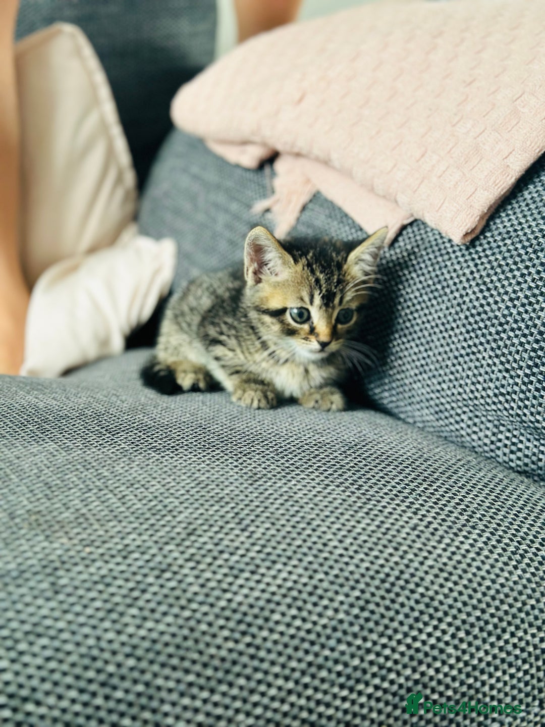 Mixed Breed cats for sale: Kittens for sale - Image 3
