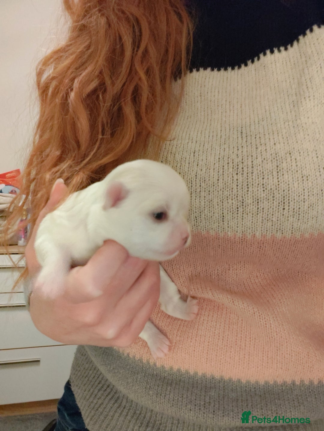 Chihuahua dogs for sale: 🪻 Beautiful Chihuahua Puppies 🪻 - Advert 10