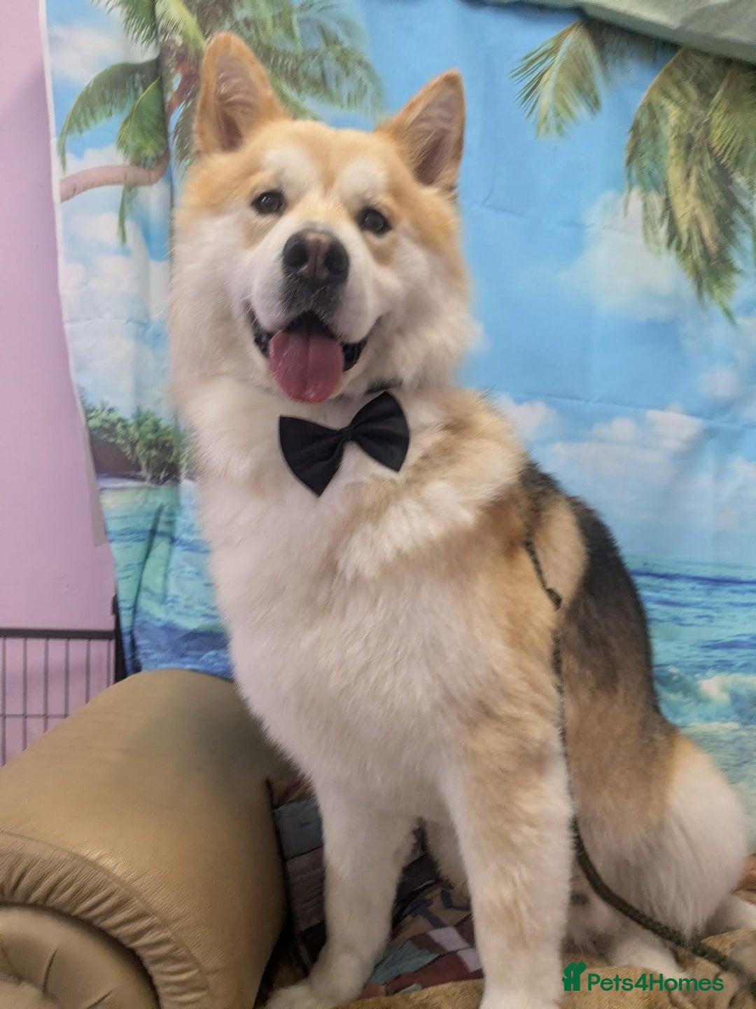 Mixed Breed dogs for stud: Loki -stud only  - Advert 2