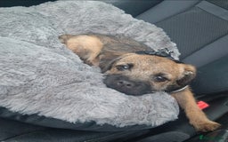 Border Terrier dogs for sale: Border terrier  - Image 4
