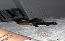 Mixed Breed cats for sale: Kittens for sale - Image 7